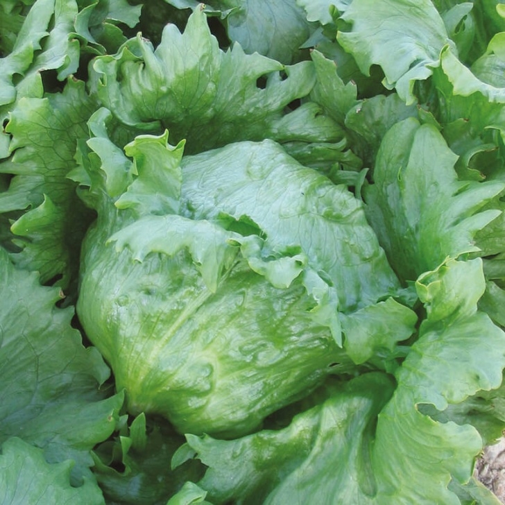 Iceberg Lettuce Plant Lettuce Soleison Seeds|D. T. Brown Vegetable Seeds Photo 097