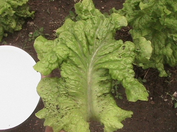 Iceberg Lettuce Plant Second Harvest Of Iceberg Lettuce - Eric'S Organic Picture 510