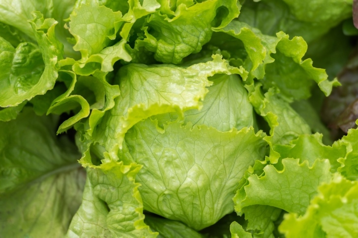 Iceberg Lettuce Plant What Is Crispino Lettuce: Learn About Growing Crispino Photo 171
