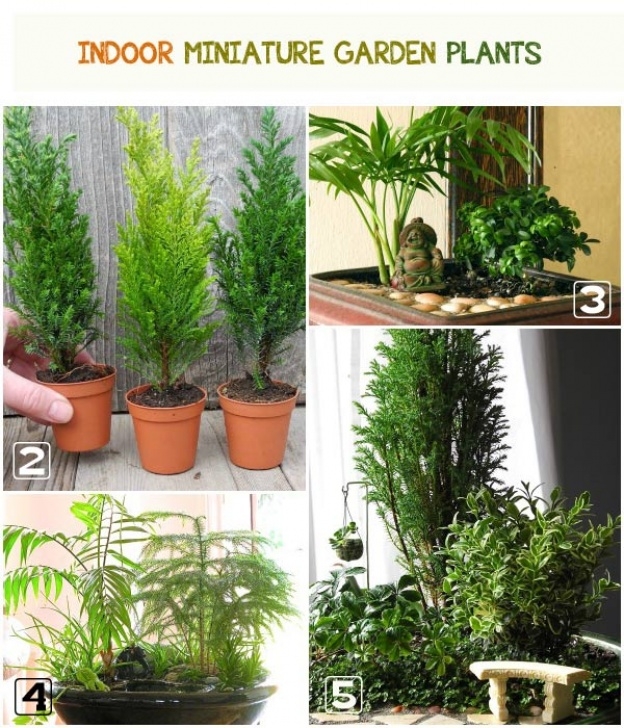 Indoor And Outdoor Plants Best Plants For Miniature Gardens | Resource Guide Photo 582