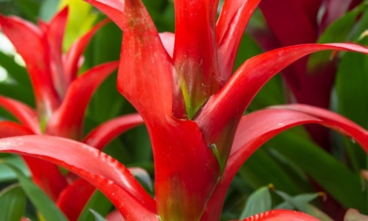 Indoor And Outdoor Plants Growing Indoor-Outdoor Plants: Aloe And Bromeliads | Smart Image 593