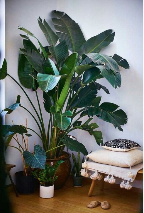 Indoor And Outdoor Plants Indoor Greens | House Plants Indoor, Large Indoor Plants Image 096