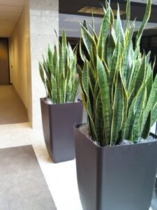 Indoor And Outdoor Plants Sansevieria - One Of The Healthiest Indoor Plants To Have Picture 474