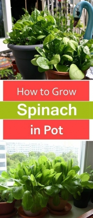 Indoor Apartment Vegetable Gardening How To Grow Spinach In Pots | Indoor Vegetable Gardening Photo 722