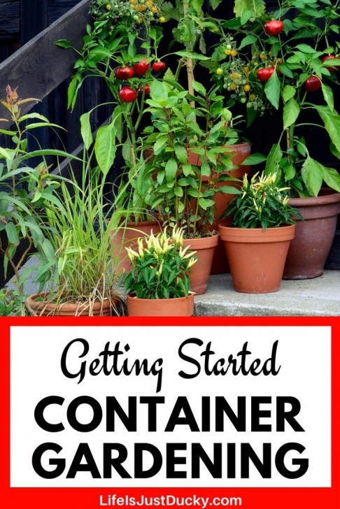 Indoor Apartment Vegetable Gardening How To Start Container Gardening Like A Pro Image 780