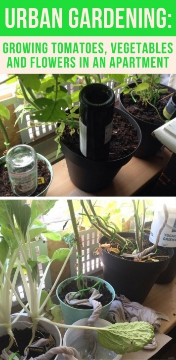 Indoor Apartment Vegetable Gardening Urban Gardening: Growing Tomatoes, Vegetables And Flowers Photo 858