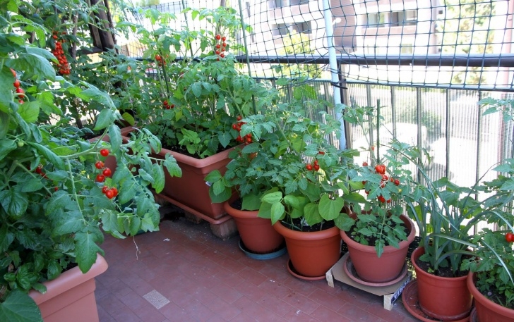 Indoor Apartment Vegetable Gardening Urban Vegetable Gardening - Bush Type Vegetables For Small Image 462