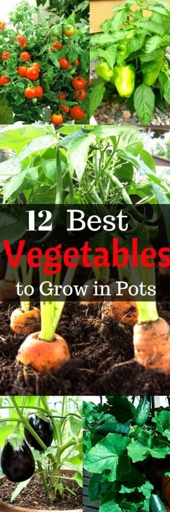 Indoor Fruits And Vegetables 12 Vegetables That Are Easy To Grow Indoors | Indoor Photo 321