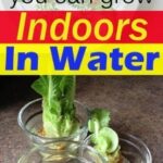 Indoor Fruits And Vegetables 9 Best Herbs And Vegetable You Can Grow Indoors In Water Picture 415