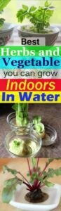 Indoor Fruits And Vegetables 9 Best Herbs And Vegetable You Can Grow Indoors In Water Picture 415