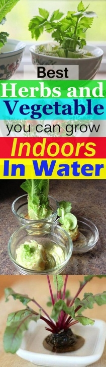 Indoor Fruits And Vegetables 9 Best Herbs And Vegetable You Can Grow Indoors In Water Picture 415