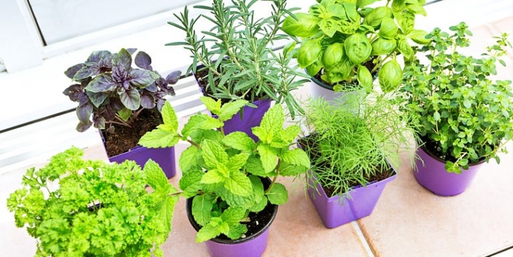 Indoor Fruits And Vegetables No Yard? No Problem! Here'S How To Grow Vegetables Indoors Image 513