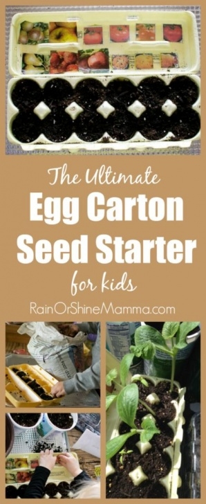 Indoor Garden For Kids The Ultimate Egg Carton Seed Starter For Kids - Rain Or Photo 951