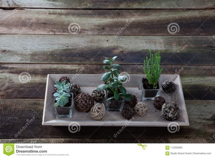 Indoor Gardening Ppt Green Succulent Houseplants In Horizontal Tray For Indoor Photo 690
