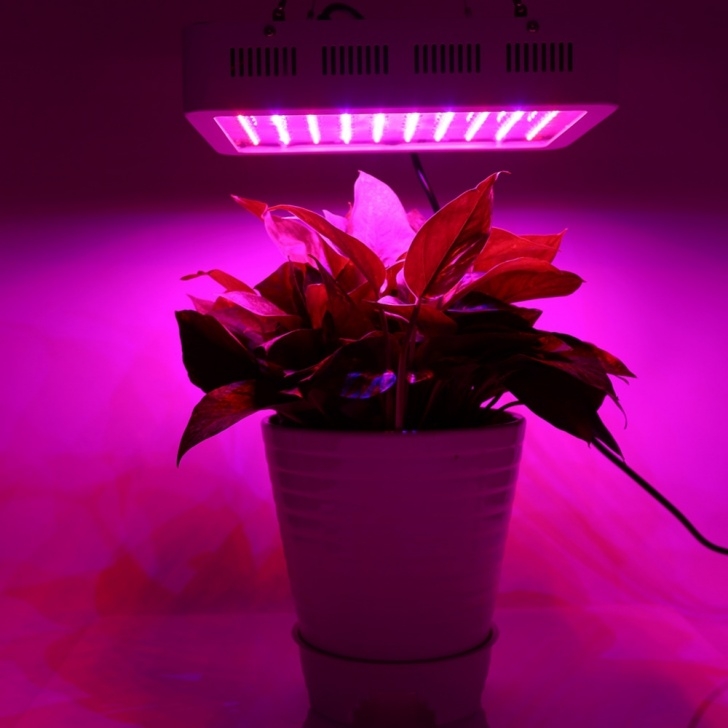 Indoor Greenhouse With Grow Lights 1000W Full Spectrum Led Plant Grow Light Veg Lamp Indoor Picture 694