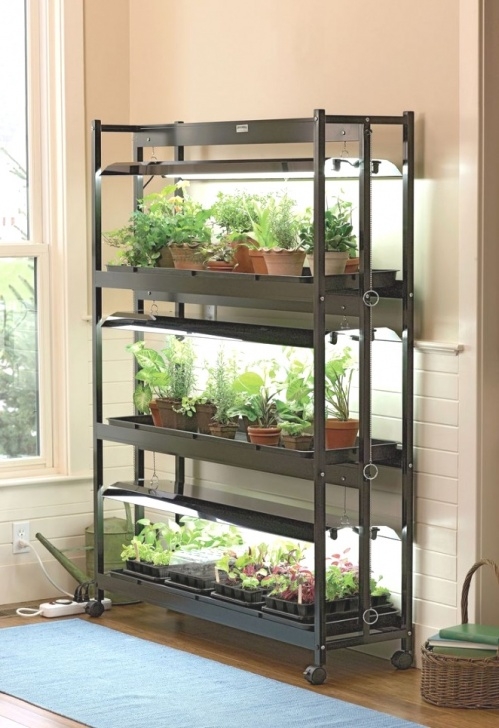 Indoor Greenhouse With Grow Lights Top Seven Trends In Indoor Greenhouse With Grow Picture 481