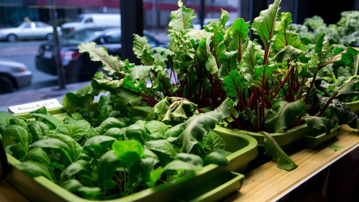 Indoor Grow Kits For Vegetables 211: Garden Of Eden Hydroponics Kit | Hope Innovations Image 947