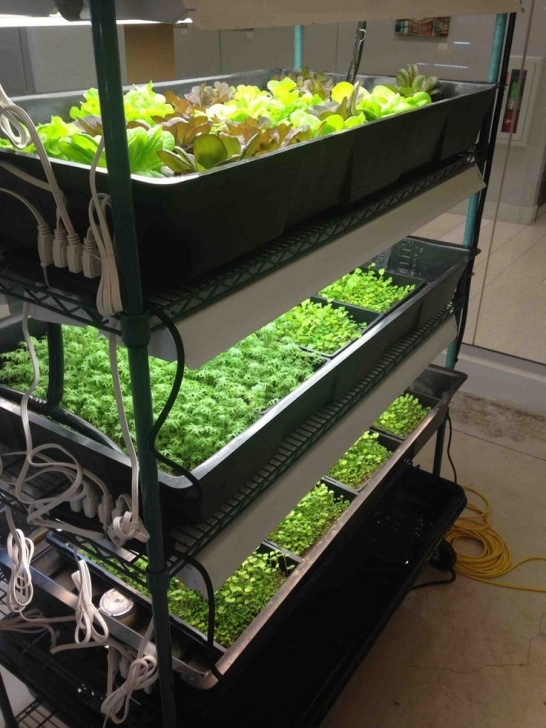 Indoor Grow Kits For Vegetables Diy Home Farming Kit- Aquapnics, Organic Hydroponics Picture 208