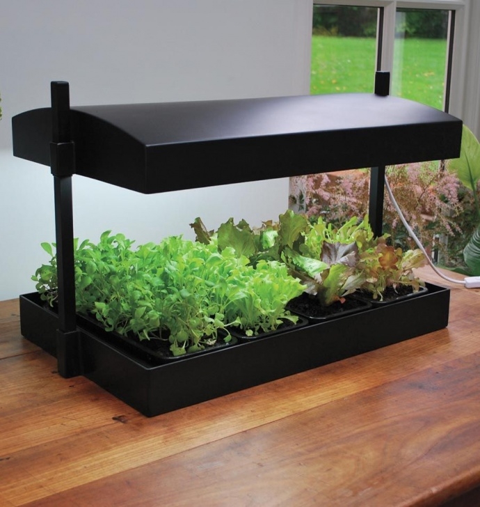 Indoor Grow Kits For Vegetables Growlight Garden Is The Perfect Kit For Indoor Salad Or Image 848