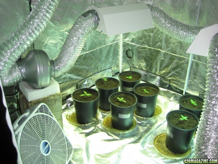 Indoor Grow Light Setup 2 X 600 Watt Tent Set Up - 12 X Cali Connection Plants Image 619