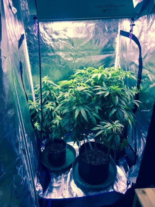 Indoor Grow Light Setup Best Indoor Grow Tent Setup Made Easy Photo 838