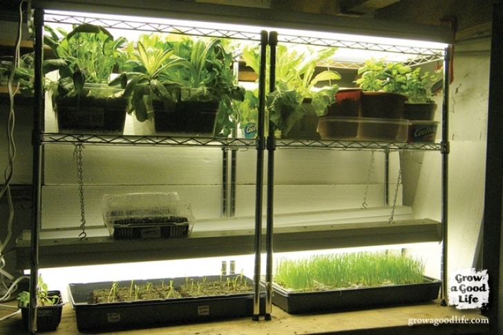 Indoor Grow Light Setup Expanding The Seed Starting Area Photo 532