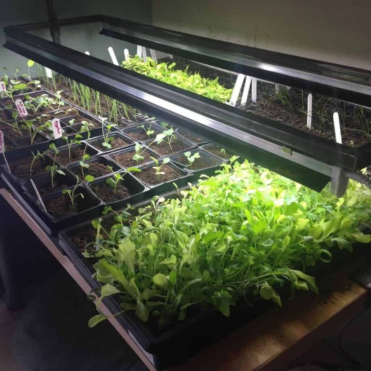 Indoor Grow Light Setup Grow Lights & Indoor Greenhouses | Family Food Garden Picture 236