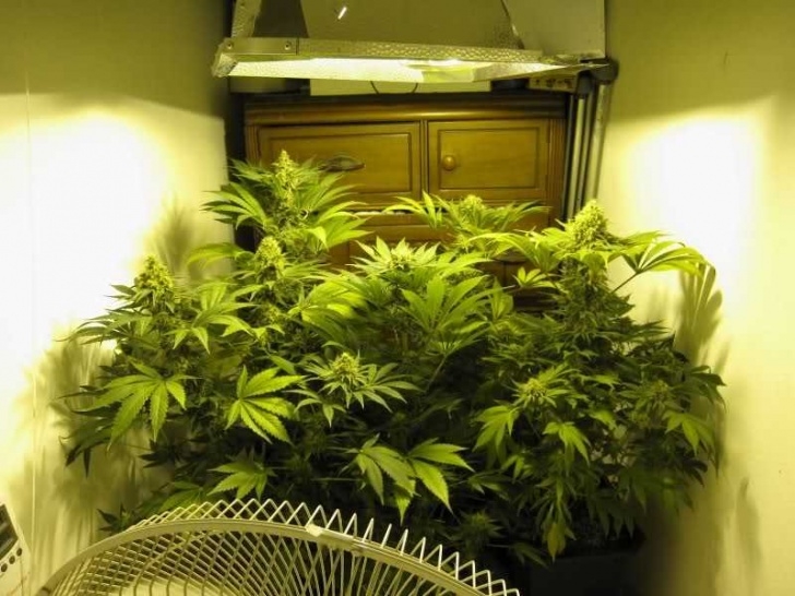 Indoor Grow Light Setup Grow Tent Vs Grow Room & Led Grow Lights With Cannabis Picture 323
