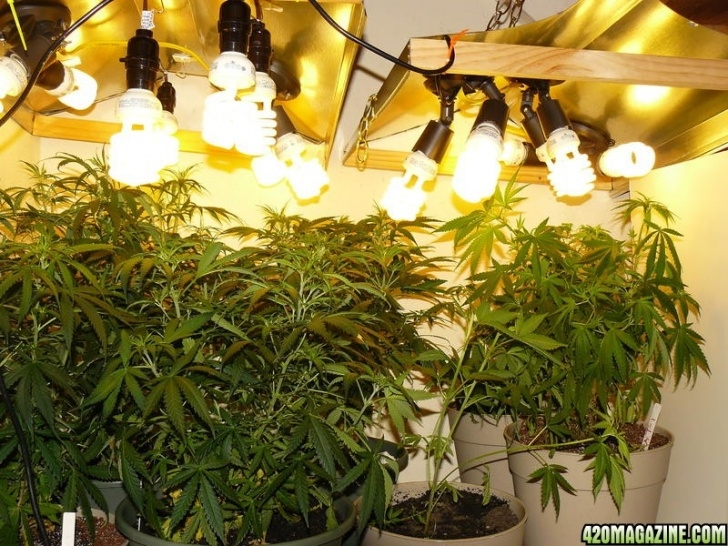 Indoor Grow Light Setup Maximizing Indoor Grow Lighting Effeciency | 420 Magazine Image 014