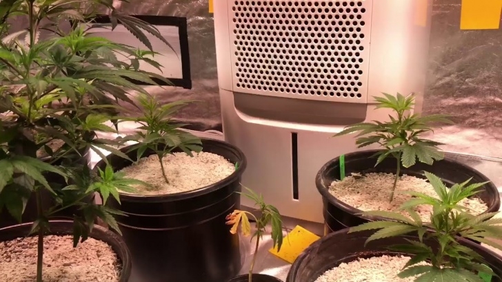 Indoor Grow Light Setup Sun System 315 Cmh/Lec Lights + Light Mover (4X8 Indoor Image 323