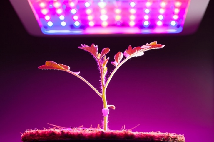 Indoor Grow Light System 7 Tips To Maximize Your Indoor Led Cannabis Grow Lights Image 308