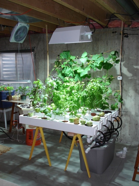 Indoor Growing Systems For Vegetables Indoor Hydroponic Garden Under Hid Metal Halide Plant Grow Picture 471