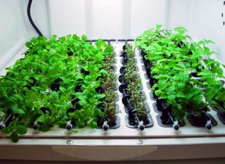 Indoor Growing Systems For Vegetables Urban Cultivator Home Is A Mini-Hydroponic System For Your Picture 455