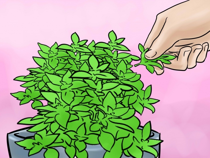 Indoor Herb Garden Light 3 Ways To Grow Herbs Indoors Under Lights - Wikihow Picture 215