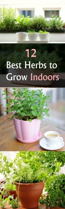 Indoor Herb Garden Light Best 25+ Low Light Houseplants Ideas On Pinterest | Indoor Picture 610