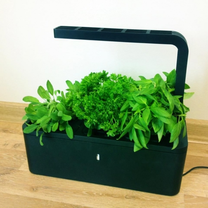 Indoor Herb Garden Light Click And Grow | Low Maintenance Indoor Vegetable And Herb Image 329