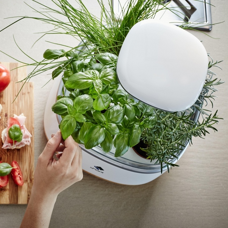 Indoor Herb Garden Light Splant Smart Fresh Herb Garden Kit Intelligent Indoor Photo 760