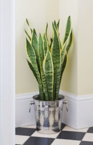 Indoor House Plant Lights Large House Plants Low Light Photo 737