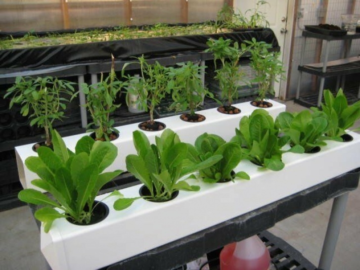 Indoor Hydroponic Growing Systems Ebb &amp; Flow Hydroponics System 12 Site - Flo N Drip Garden Picture 070