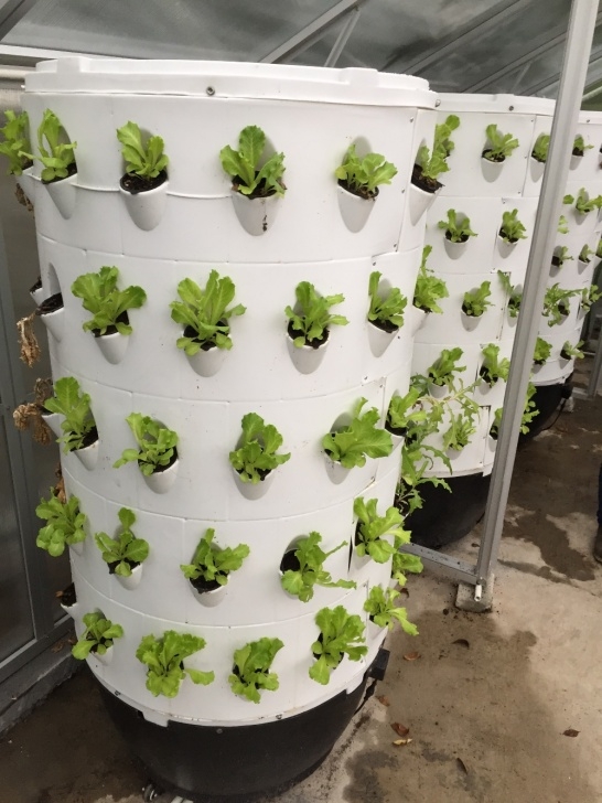 Indoor Hydroponic Growing Systems Wholesale 70Pcs Hydroponics System Aeroponic Tower Garden Picture 942