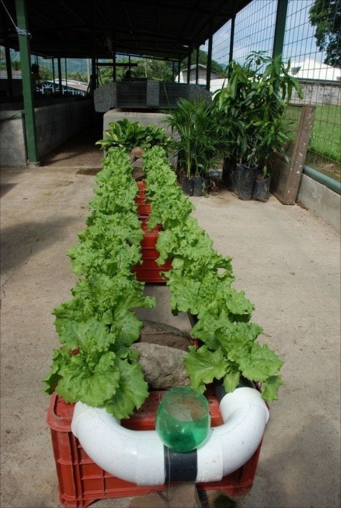 Indoor Hydroponic Vegetable Garden Fascinating Diy Small Aquaponics Design | Hydroponic Picture 882