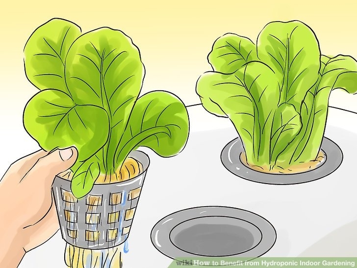 Indoor Hydroponic Vegetable Garden How To Benefit From Hydroponic Indoor Gardening: 6 Steps Picture 670