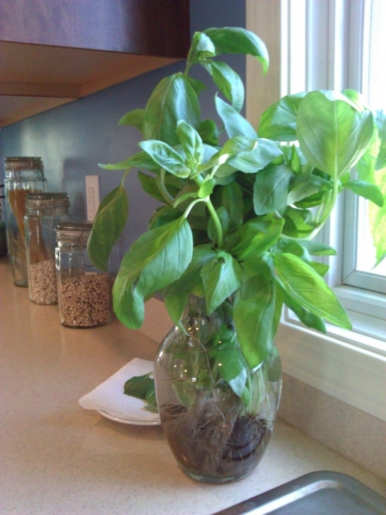 Indoor Hydroponic Vegetable Garden Hydroponic Basil Who Knew! Could Have It All Year Round Photo 949