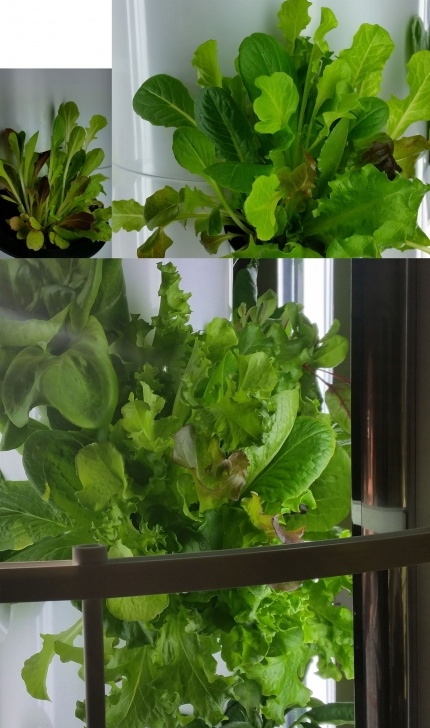 Indoor Hydroponic Vegetable Garden Tower Garden - Spring Mix Lettuce - Leafy Greens - A Image 756
