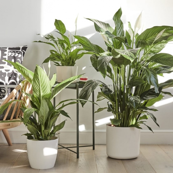Indoor Lily Plant Care 14 Beautiful Houseplants That Will Help You Sleep Better Photo 075