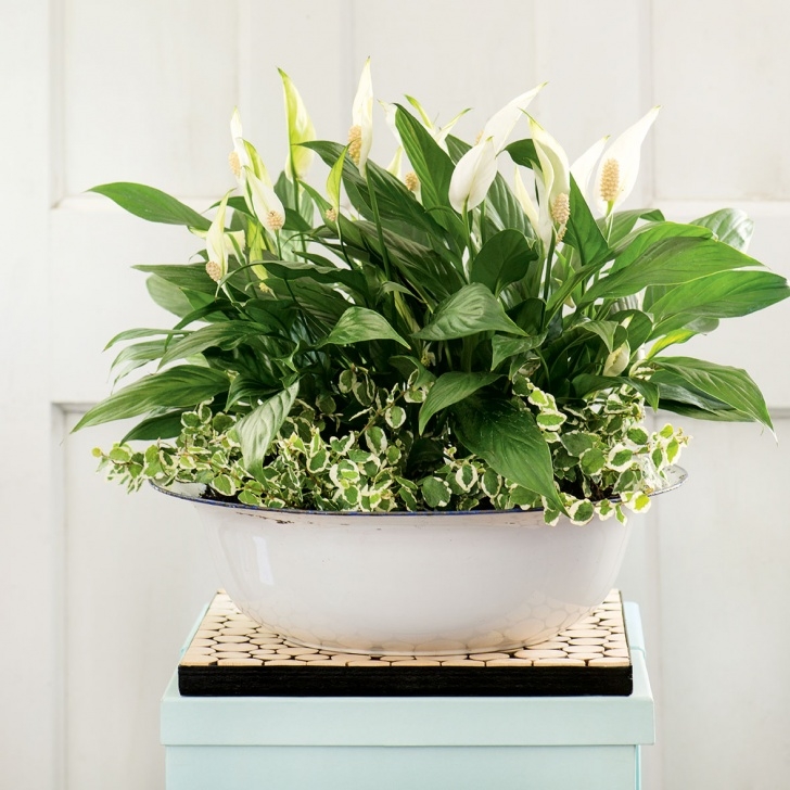 Indoor Lily Plant Care 4 Durable Indoor Plants For Your Home | Canadian Living Picture 760