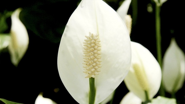 Indoor Lily Plant Care How To Care For A Peace Lily | At Home With P. Allen Smith Picture 859
