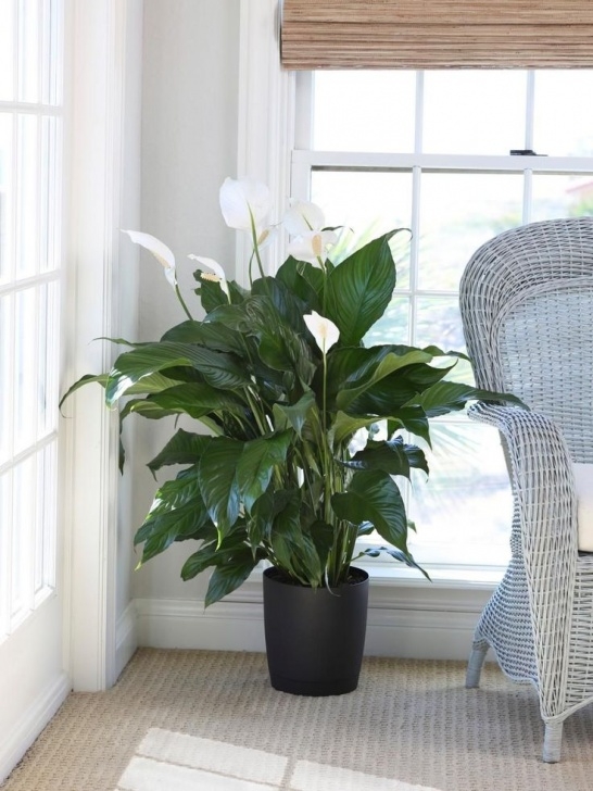 Indoor Lily Plant Care How To Grow And Care For Peace Lily Plants | Best Indoor Photo 614