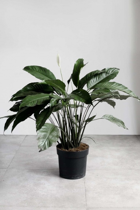 Indoor Lily Plant Care Peace Lily | Indoor Plants Philippines Image 435