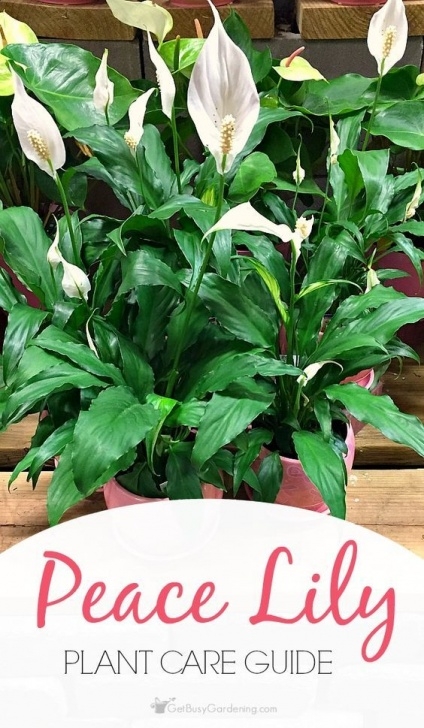Indoor Lily Plant Care Peace Lily Plant Care Guide: How To Grow A Peace Lily Image 851